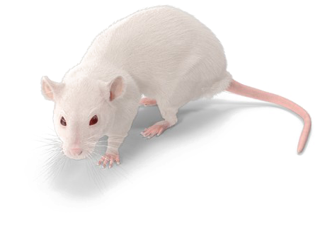 Rat Png Background Image - White Rats Png (600x600), Png Download