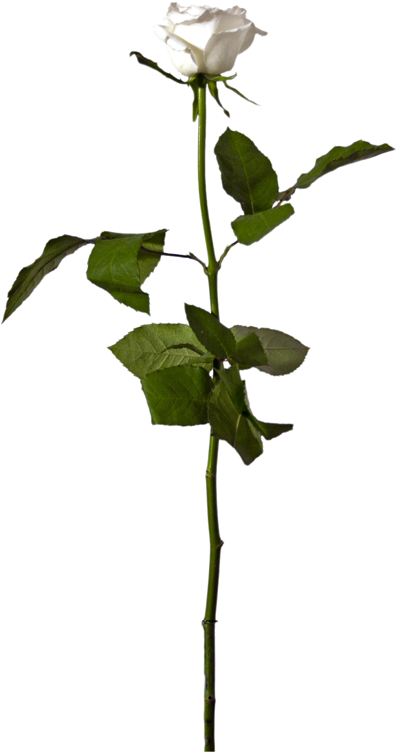 Enjoy, - Portable Network Graphics (908x1600), Png Download