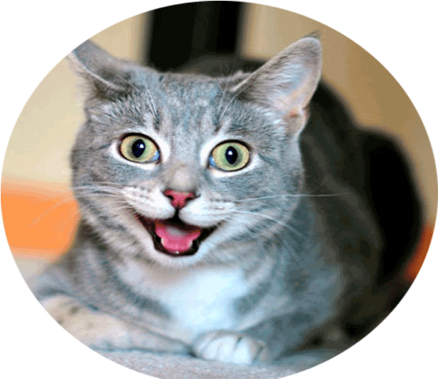 Todo Para El Cuidado De Tu Gato - Domestic Short-haired Cat (698x559), Png Download