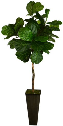 Lush And Lifelike Our Six Foot Fiddle Leaf Fig Tree Ficus Topiary Trees Full Size Png Download Seekpng