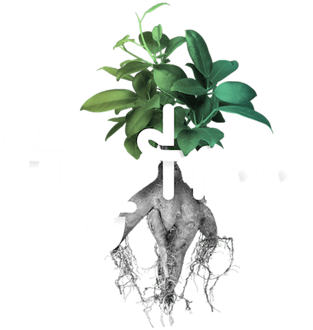 Fig Tree Digital - Common Fig (930x498), Png Download
