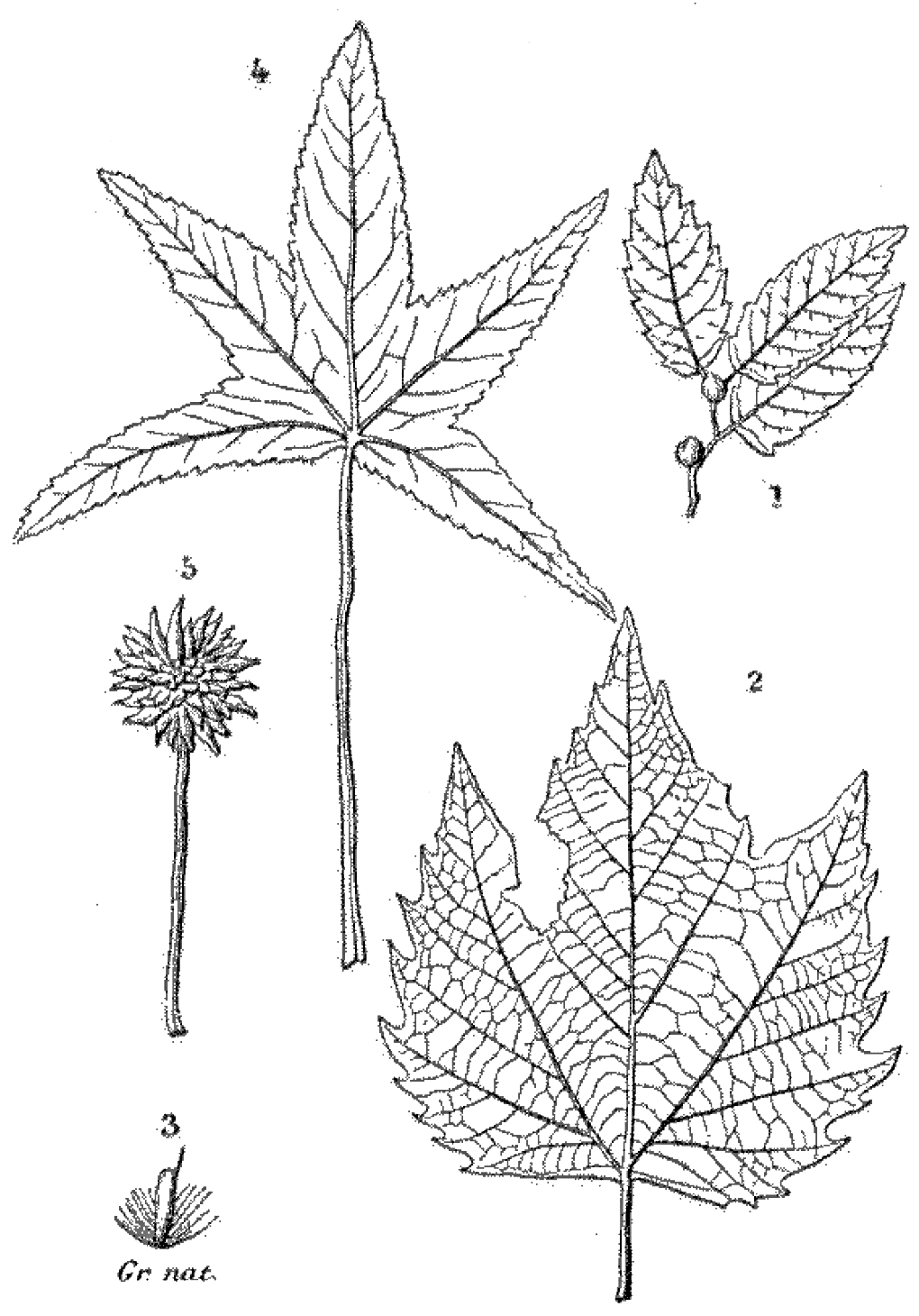 File - La Nature - 1878 - S1 - P044 - Les Périodes - Maple Leaf (1020x1460), Png Download