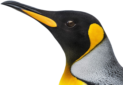 Penguins - King Penguin (400x400), Png Download