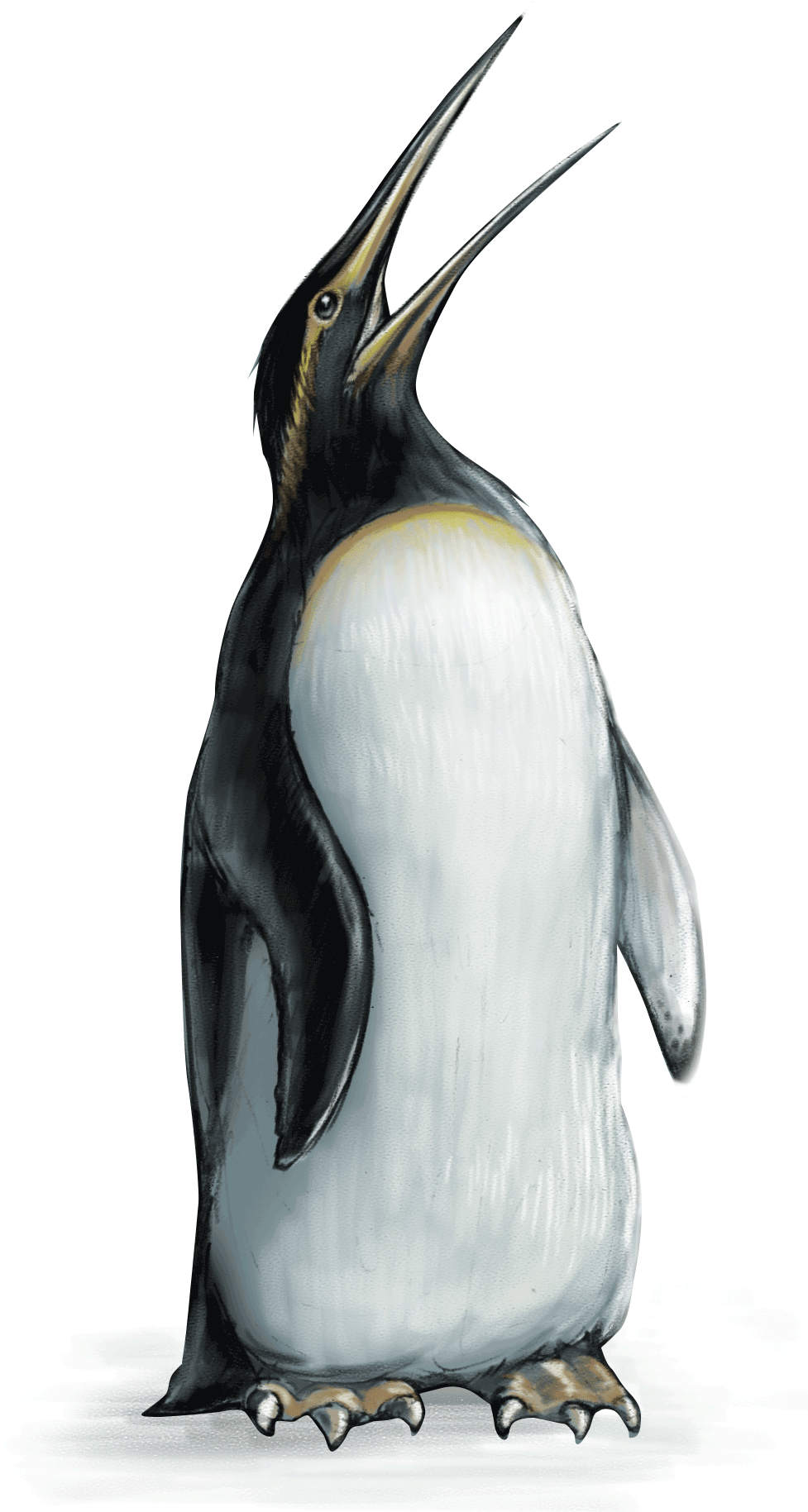 Penguin - Emperor Penguin (1046x1921), Png Download