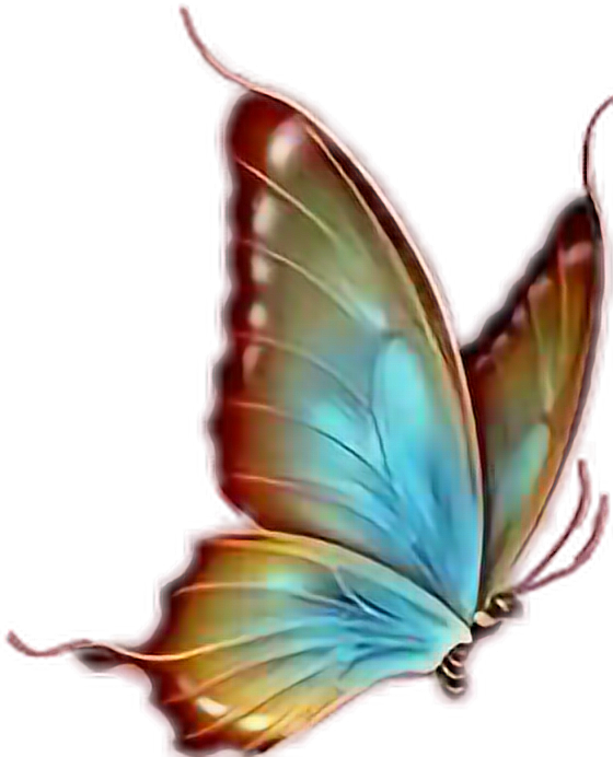 Report Abuse - Transparent Background Butterfly Png (560x692), Png Download