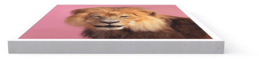 Photo Pink Lion - Bengal Tiger (1000x1000), Png Download