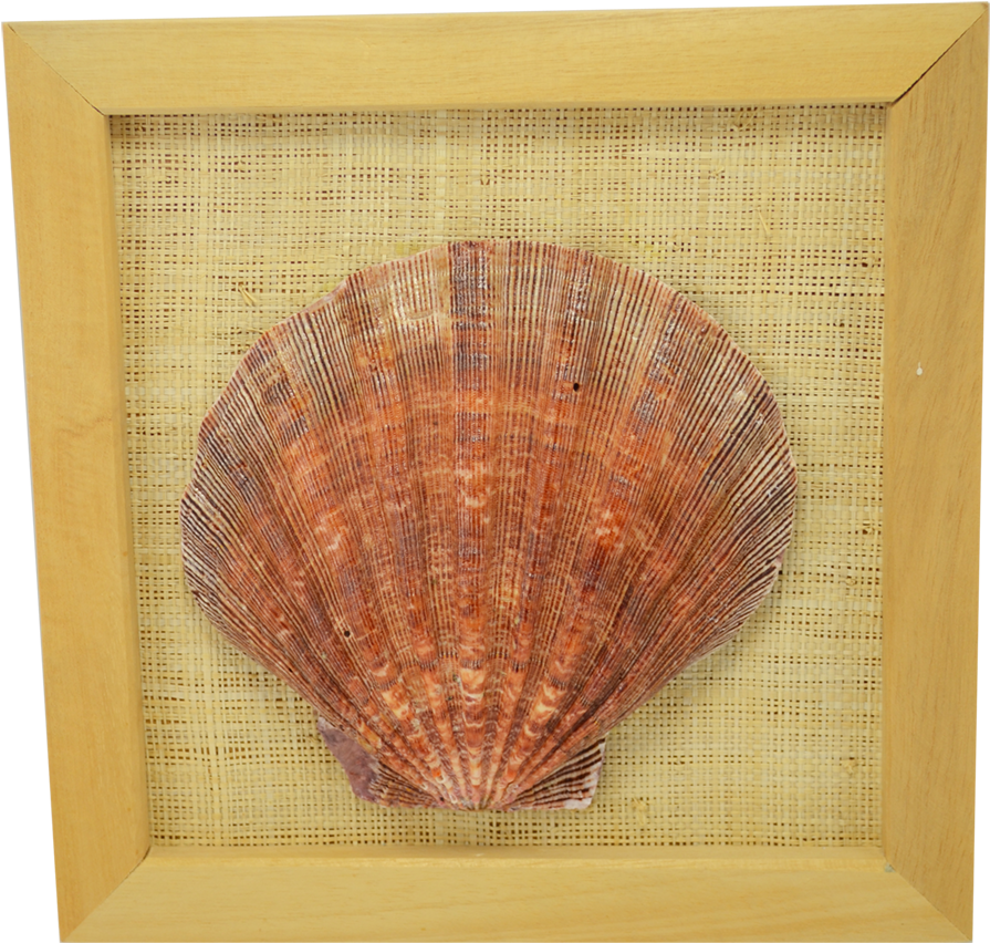 Lion's Paw Framed Shell Seashell 8x8" (1100x1100), Png Download