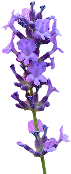 Lavender - Lupin (700x600), Png Download