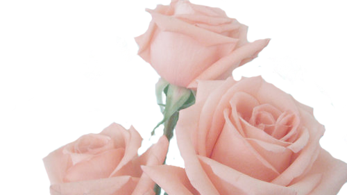 Ghost Girl - Rose (500x281), Png Download