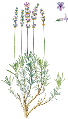 Perfume (500x388), Png Download