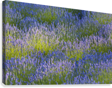 Rows Of Lavender Plants In A Field In The Cowichan - Posterazzi Rows Of Lavender Plants In A Field In The (429x337), Png Download