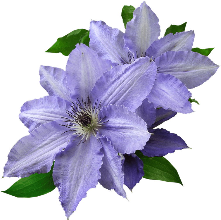 To Ensure A Long Bloom, Make Sure You Keep The Roots - Purple Flower Cut Out (1024x766), Png Download