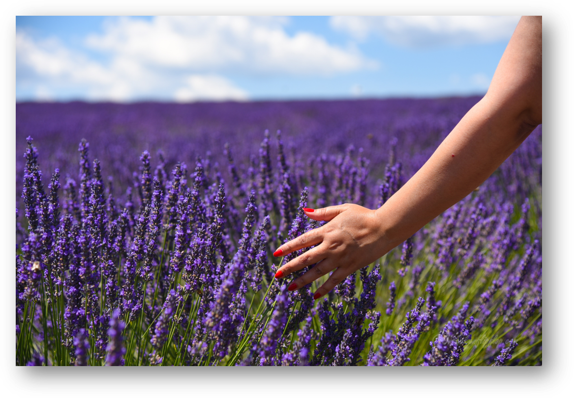 Picture5 - Provence (1167x811), Png Download