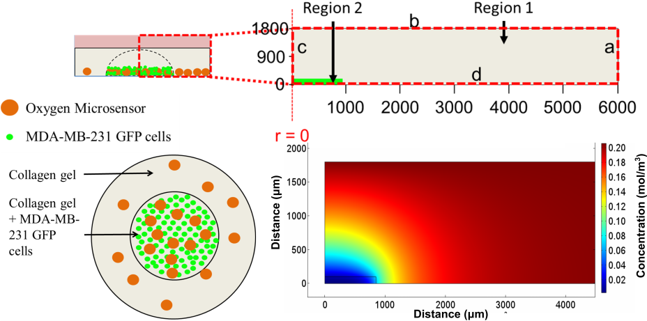 Furthermore, These Microsensors Were Used To Map Radial - Oxygen Gradient Cell Culture (927x474), Png Download