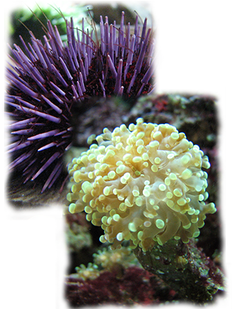Learn From The Pros At Seaworld How To Set Up And Maintain - Stony Coral (344x479), Png Download