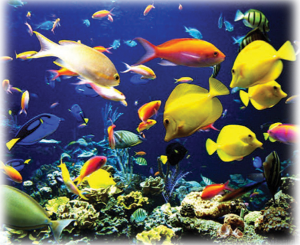 The Generous Funding Was Developed And Supported By - Tropic Fish Deep Sea Corals Marine 24x18 Poster (600x491), Png Download