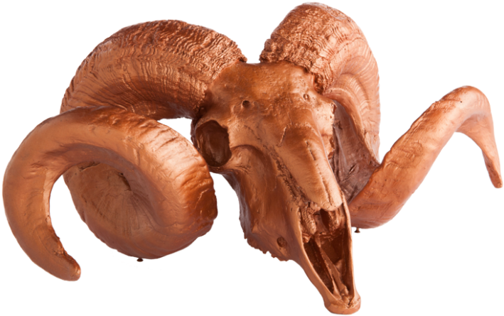 Gold Leaf Design Group Resin Ram Skull With Horns On - Horn (800x775), Png Download