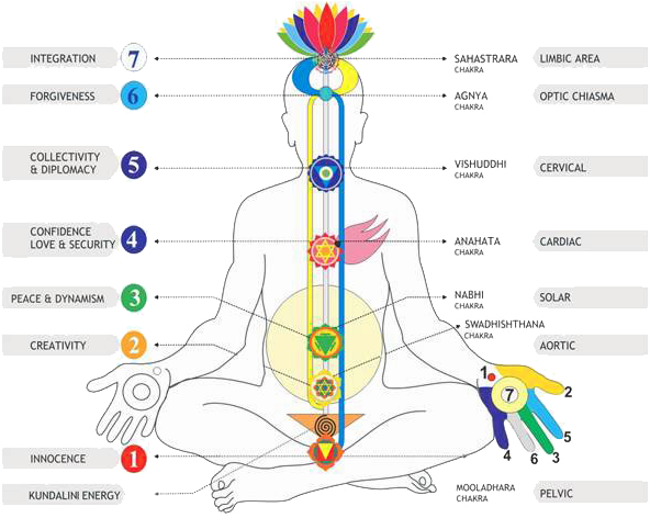 Chakras Qualities Plexuses - Chakra (602x482), Png Download