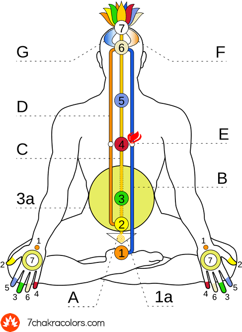 Chakras And Colors Of Aura - Kundalini Energie (520x698), Png Download
