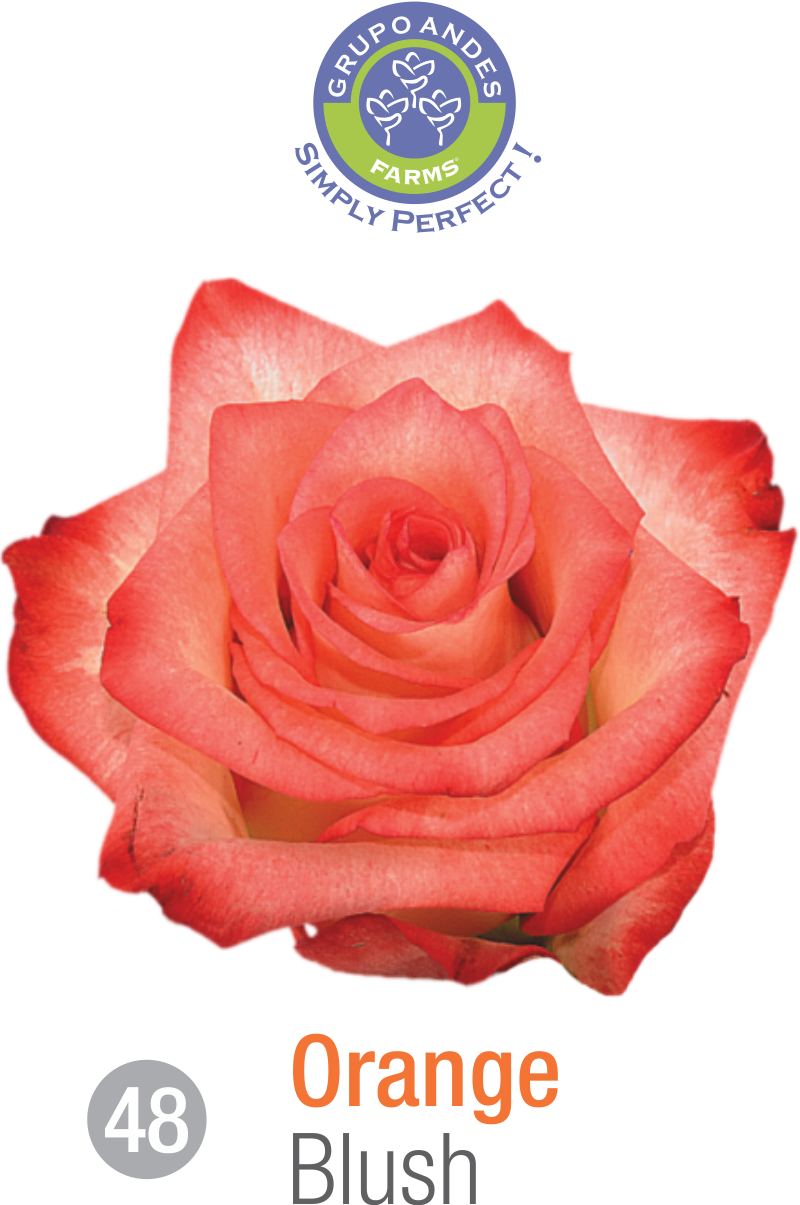 Rosa Variedad Blush - Garden Roses (800x1205), Png Download