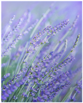 Lavender (400x400), Png Download