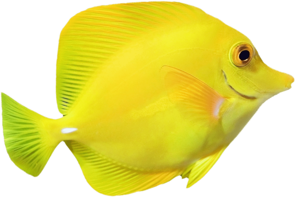 Bright Yellow Fish Swimming To The Right - Yellow Fish (1024x683), Png Download