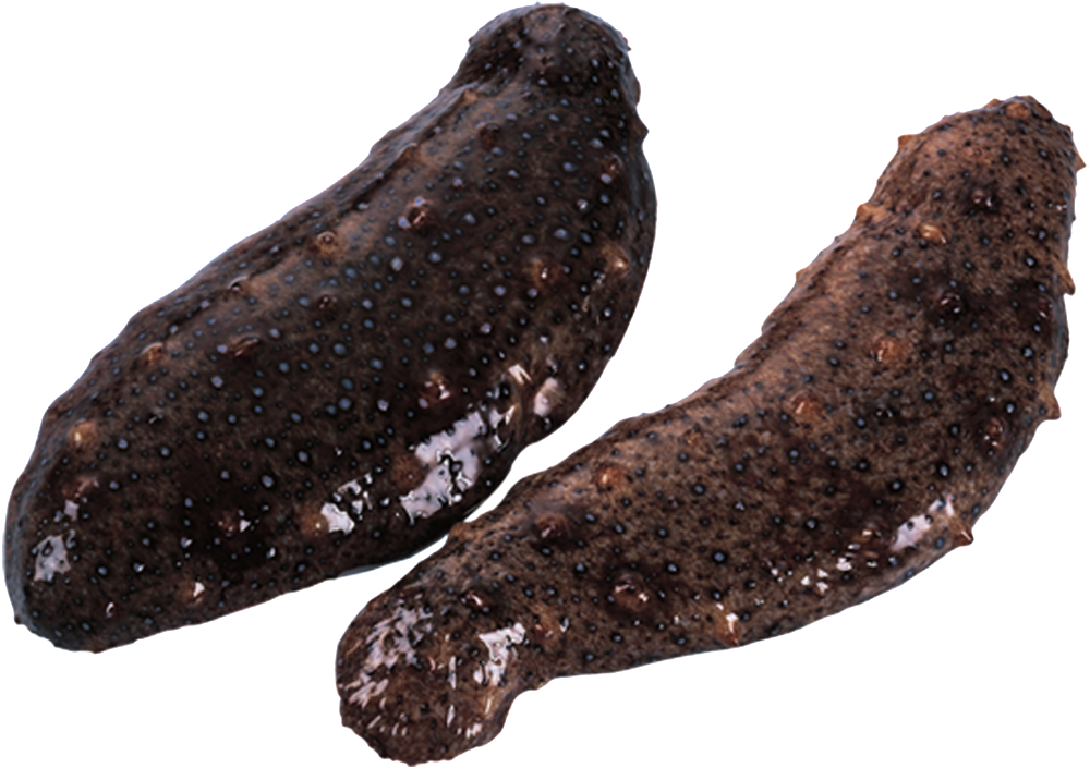 Png De Estetica Física Estática De Pepino De Mar - Portable Network Graphics (1024x1024), Png Download