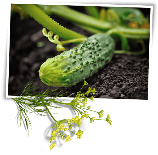 Cucumber (517x498), Png Download