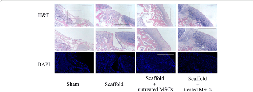 Pathological Analyses Of Radial Shockwave Treated Mscs - Tile (850x310), Png Download