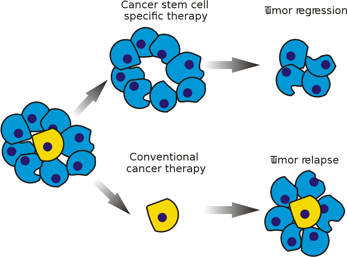 Cancer And Stem Cells (1200x890), Png Download