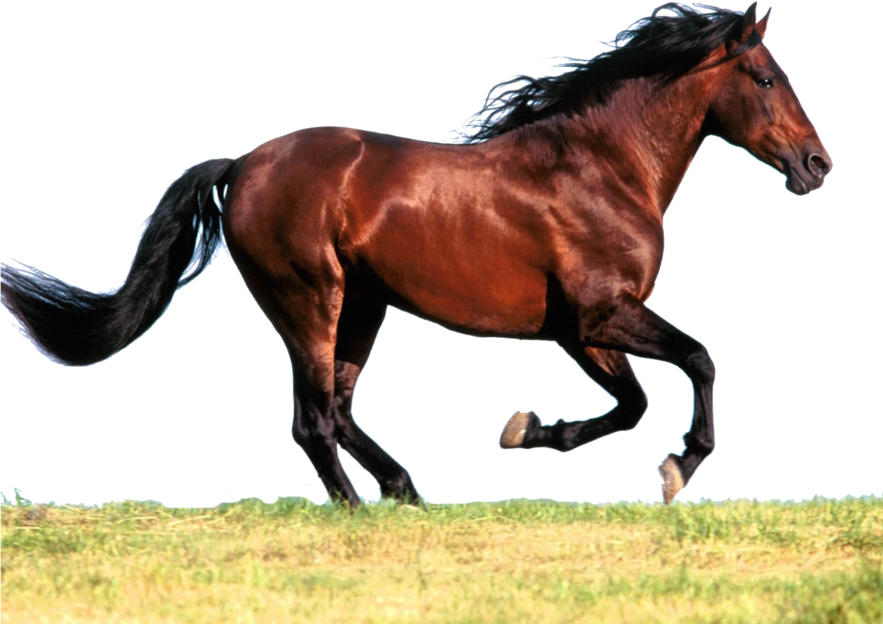 Runing Horse Png On Land - Horse Running (1280x1024), Png Download
