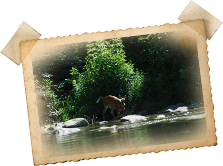 For A Custom Package, Please Call 1 800 Usa Raft Or - French Broad River (444x331), Png Download