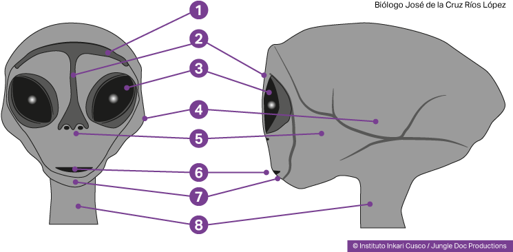 Reptilian Humanoid Head - Humanoid Reptile (748x372), Png Download