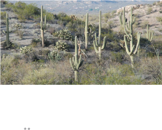Saguaro National Park East - Shrubland (683x551), Png Download