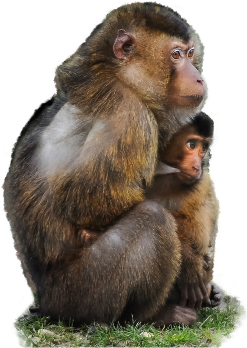 Loving Mother And Baby Barbary Macaque Apes (macaca (500x704), Png Download
