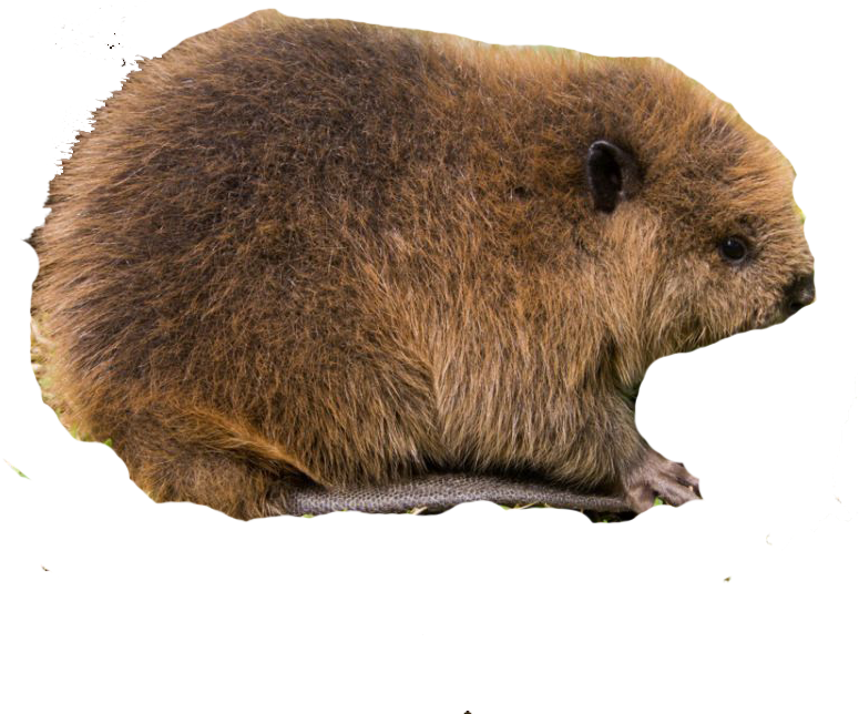 Beaver, Bog, Cattail, Dragonfly, Ecology, Eng, Fen, - Bog Wetlands Animals (1200x798), Png Download