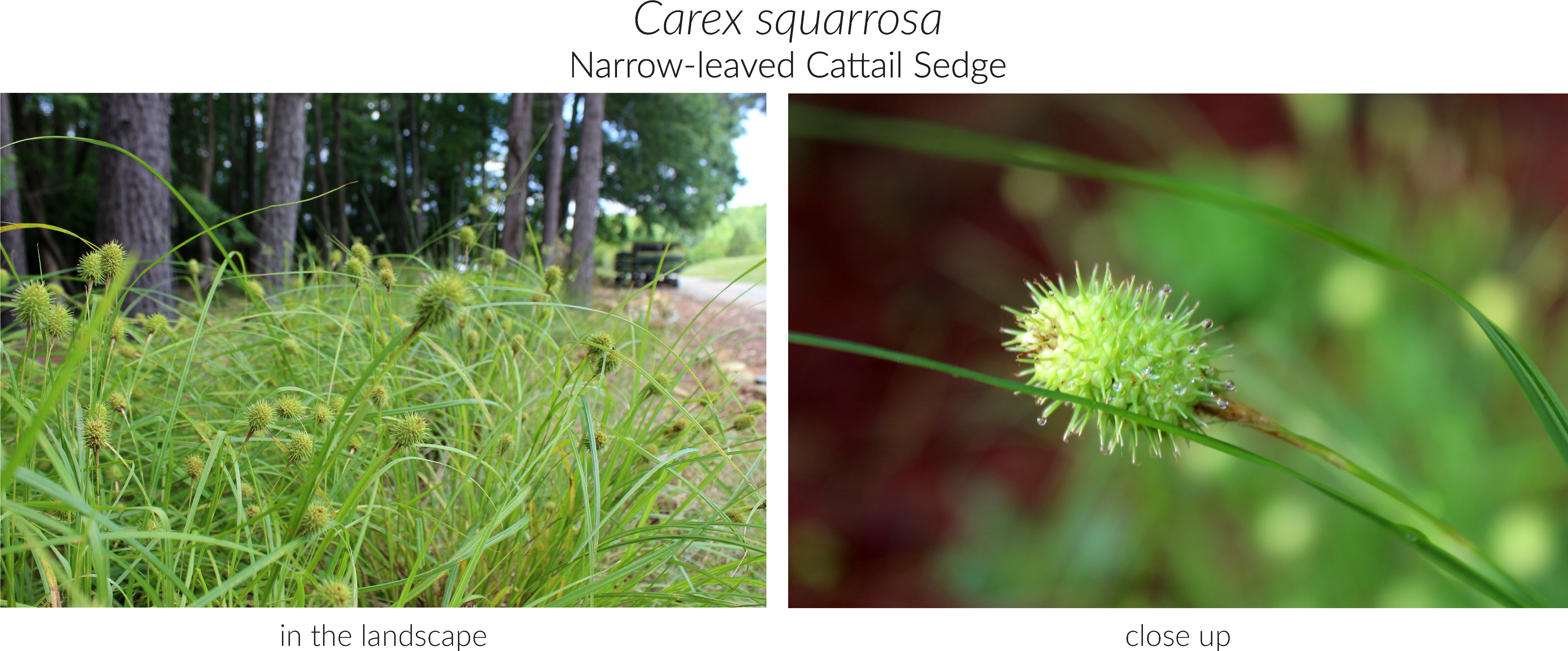 Click Here To See Our Full Carex Collection And Here - Grass (5498x2310), Png Download