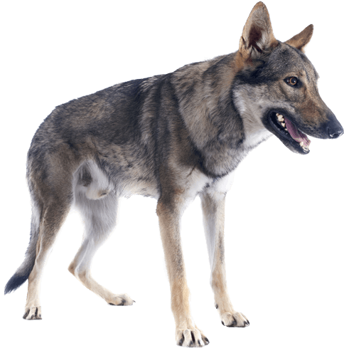 Appearance Of Czechoslovakian Wolfdog - Czech Wolfdog Paw (567x489), Png Download