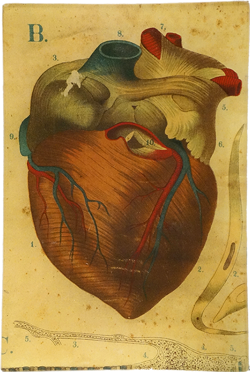 John Derian (800x800), Png Download