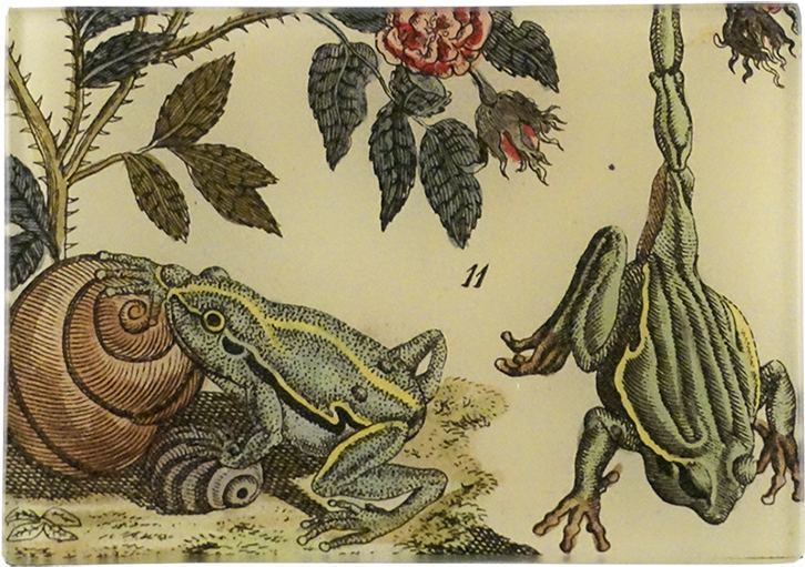 2 Frogs 2 Frogs - Giclee Painting: European And Italian Tree Frogs, 24x16in. (500x500), Png Download