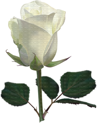 Rosa Blanca - White Rose Images Download (316x400), Png Download