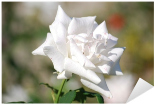 Balloon Flower (400x400), Png Download