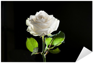 Photography (400x400), Png Download