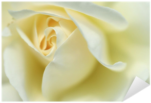 Evergreen Rose (400x400), Png Download