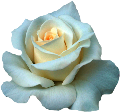 Rose - Beautiful White Rose Flowers (450x397), Png Download
