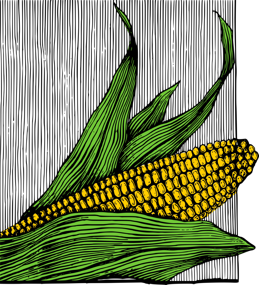 Download Maize Clipart Corn On The Cob Candy Corn Maize - Maize (900x992), Png Download