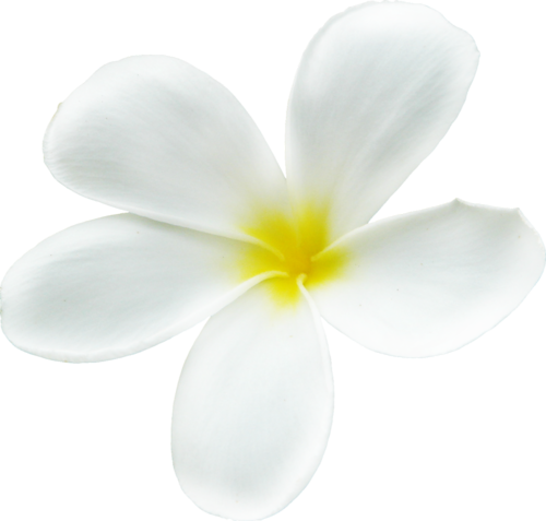 Vie Sur Île, Fleurs Exotiques - Frangipani (500x477), Png Download