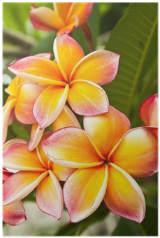 Frangipani (400x400), Png Download