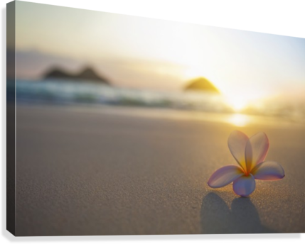 A Pink Plumeria Flower Sits On The Sand Of Lanikai - Kailua (429x344), Png Download