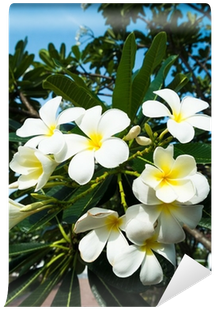 Frangipani (400x400), Png Download